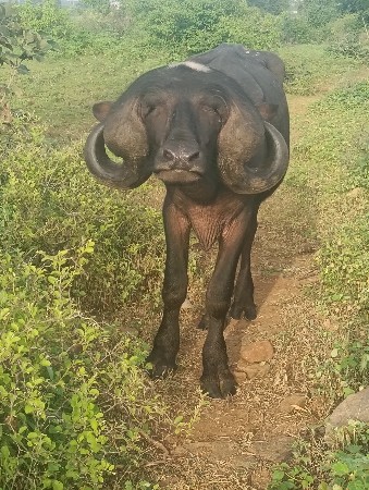 પાડો વેચવાનો છે