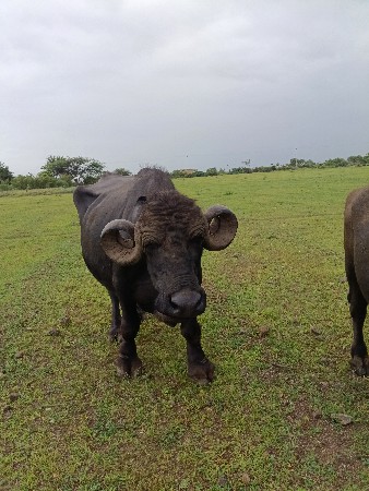 ભેસ
