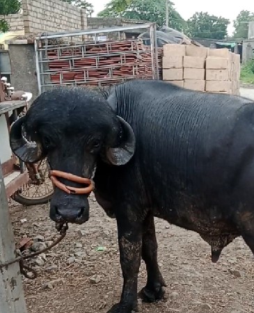 પાડો વેચવાનો છે...