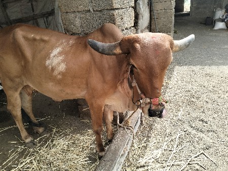 1 ગાય