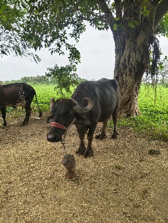 ભેંશ વેચવાની છે