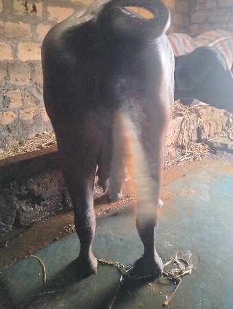 પેલું વેતર ખડાય વેસવા ની સે
