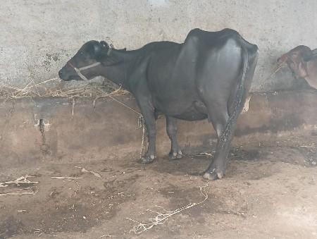 ભેસ વેસવાની છે
