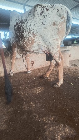 ગાય બેસવાની છે