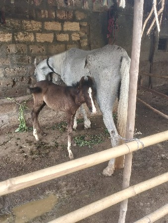 કાઠીયાવાડી રોજી નીસે વછેરો