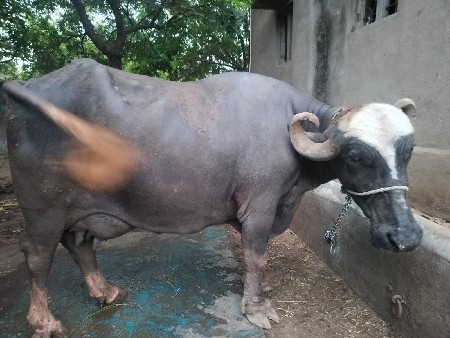 ભેંસ વેચવાની છે