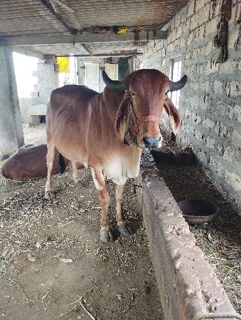 ગીર ગાય