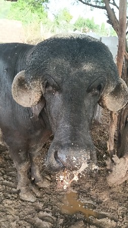પડો વેચવાનો છે