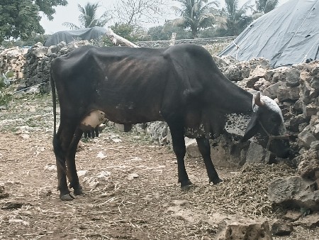 ગાય વેચવાની છે 
બીજું વેતર વચ્ચે
