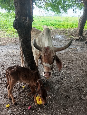 ગાય વેચવાની છે  તાજી વિહાયેલ