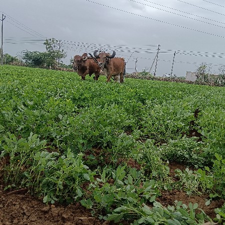 બળદ વેચવાના છે