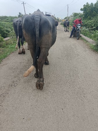 2 વેતર વીયા છે મયના દીવશ ની કાચ