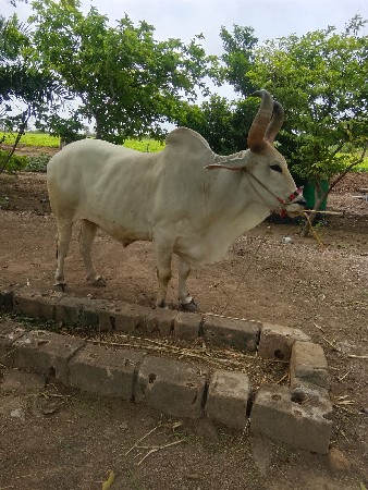 બળદ વેચવાનો છે