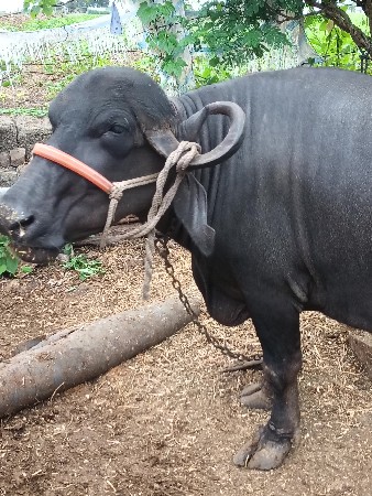 ભેંસ વેચવાની છે