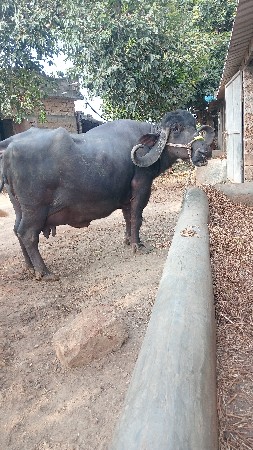 6 દિવસ ની કાસિ છે 4 ચોથું વેતર