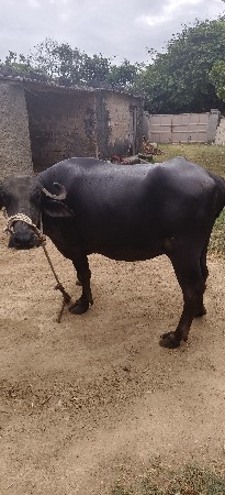 ભૅસ વૅચવા ની છૅ