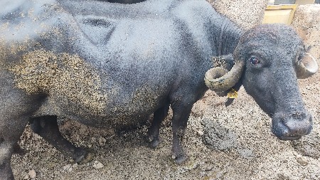 ભેસ વેચવાની