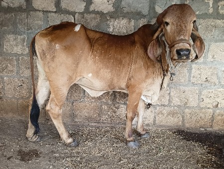વેચવાની છે