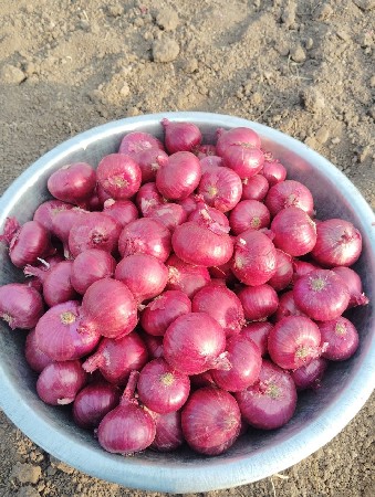 પંચગંગાનુ લુઝ બી