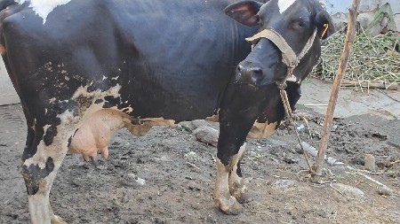 ગીર ક્રોસ ગાય લેવાની છે