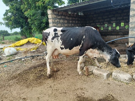 આ ગાય વેચવાની છે વેતર 3વીયાછે