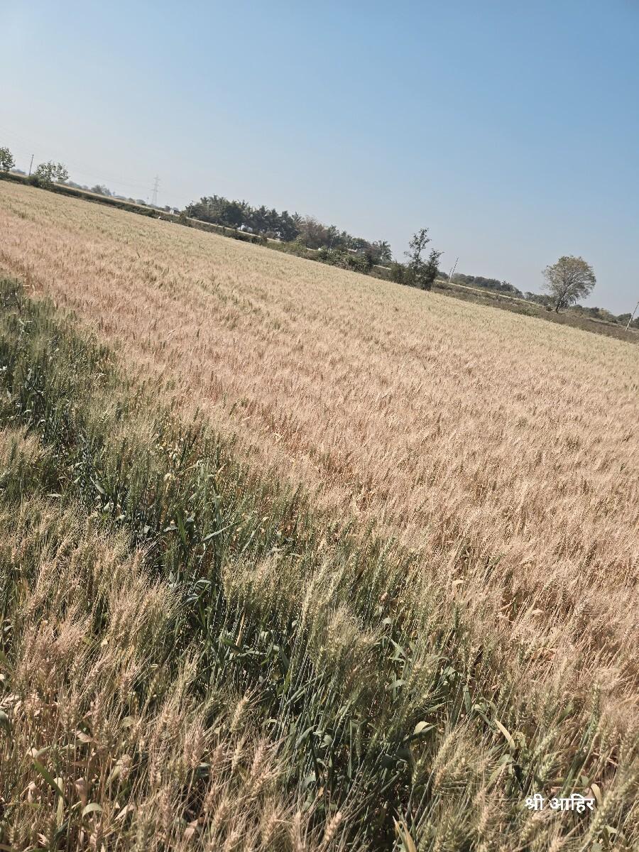 ખેતીની જમીન વેચવાની છે