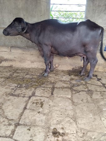 બીજું વેતર ગાભણીસે દસબારદીવસનીવારસે