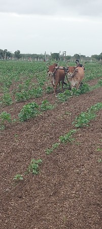 બળદ વેચવાનું છે