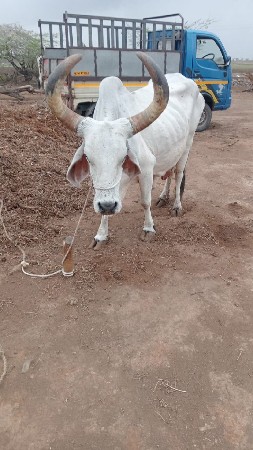 viyanel che 
7698839114