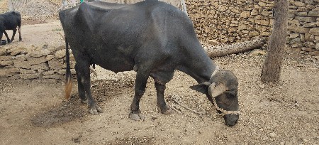 ભેસ વેચવાની છે