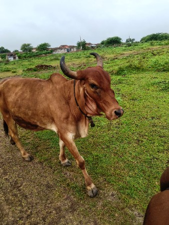 20 દિવસ ની કાસી ગાભણ