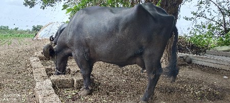 મહેસ માડમ  ફોન નંબર 6354522194