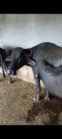 એક ખડેલી વેચવાની છે ગાભણ સે