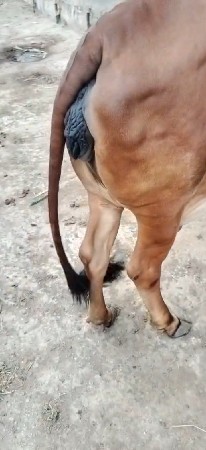 વેચવાની