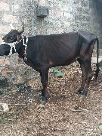 આ ક્રોસ ઓડકી વેચવાની છે