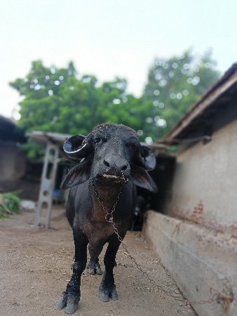 ભેંસ વેચવાની છે