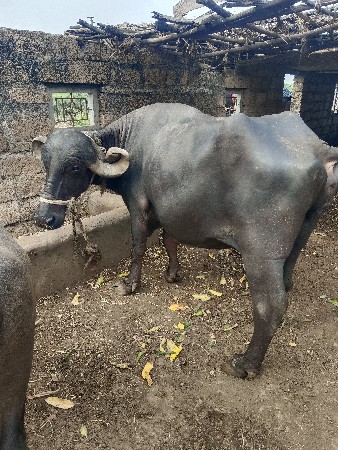 ભેંસ વેચવાની છે