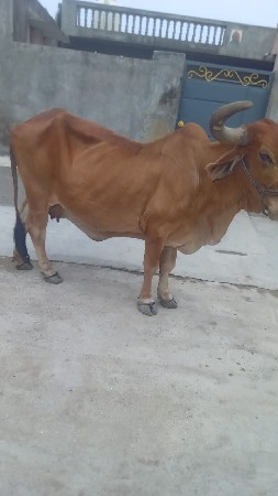 gay vechvani che