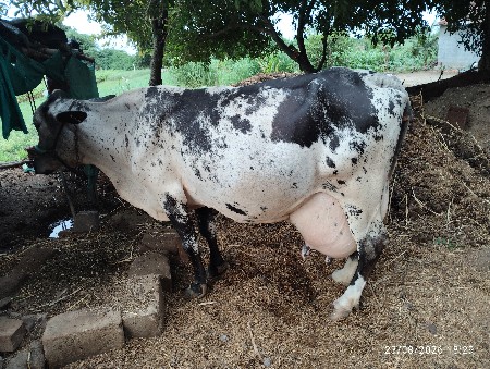 sf ગાય વેસવાની સે
