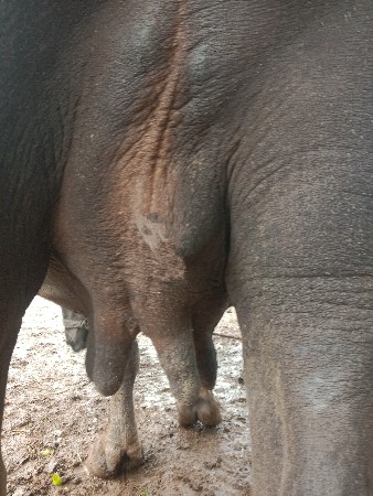 પેલું વેતર