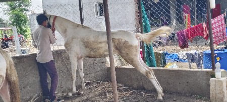 સંજાબ મુંડી બાકી ગુલાબી ચામડીની