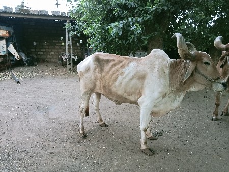 બલદ
