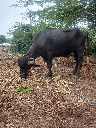 ખડેલુ વેચવાની છે.
