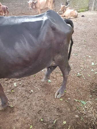 ભેચ વેચવાની છે