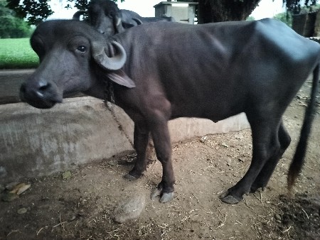ભેંસ વેચવાની છે
