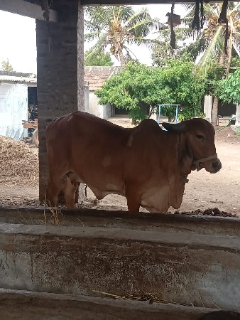 ગાય વેચવાની છે