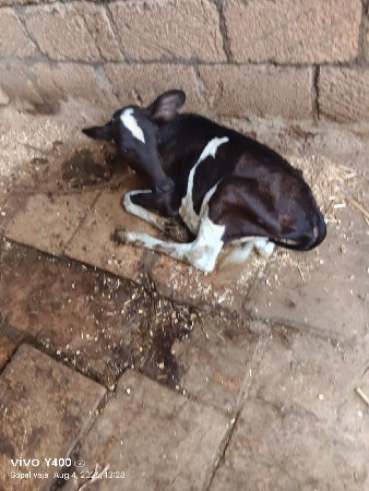 ગાય વેસવાની છે