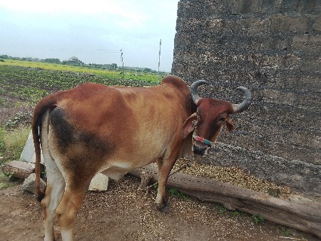 બળદ વેચવાનાછે