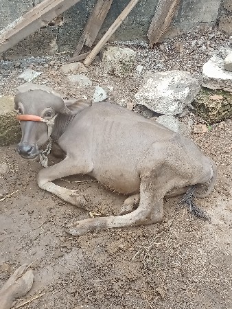પાડો વેચવાનો છે