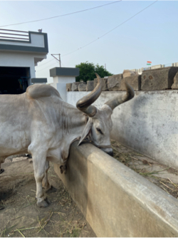 બળદ આપી દેવાનો છે.